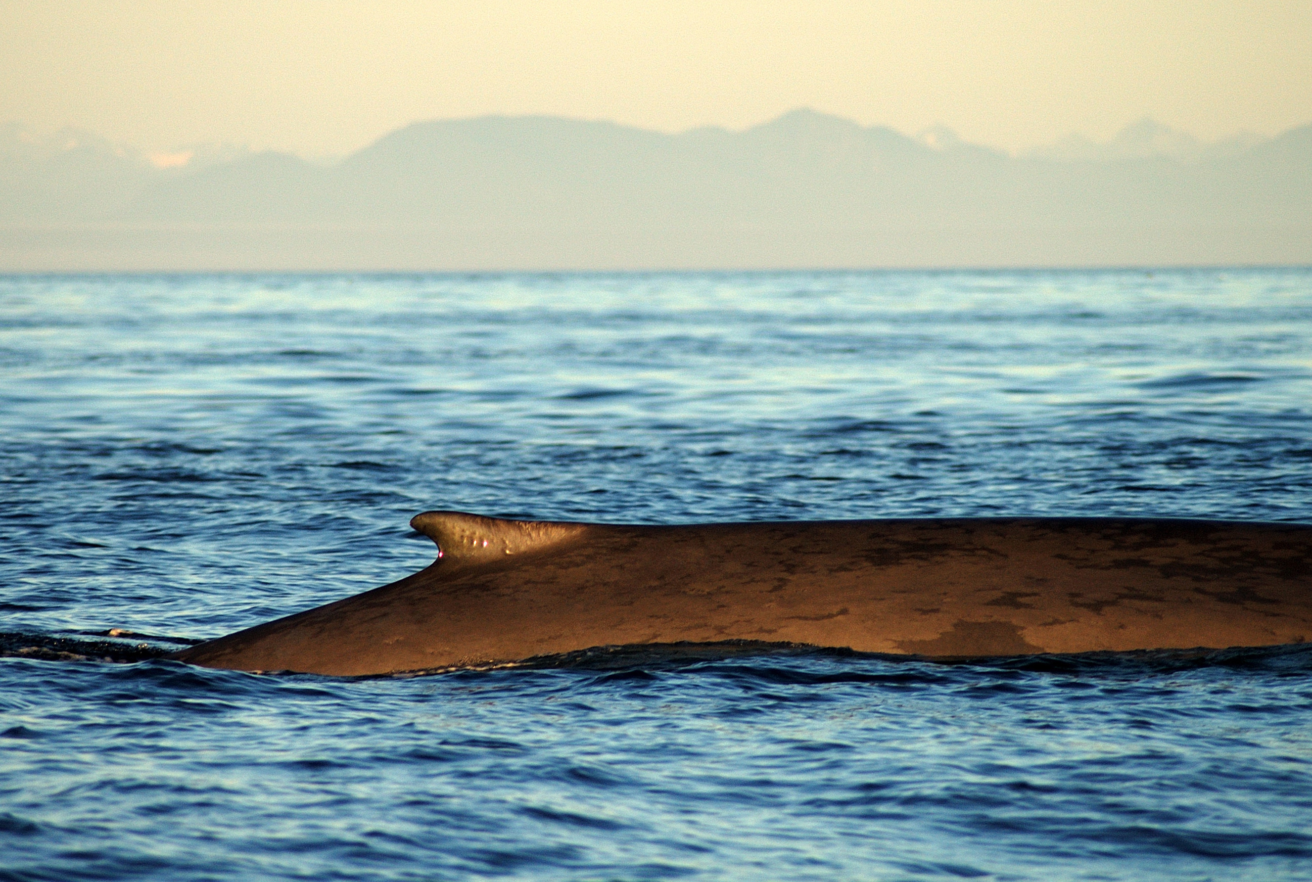 Catálogo Científico de 13 Especies